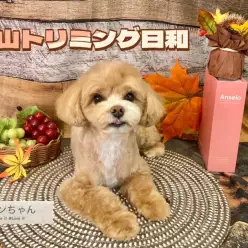 【 城山トリミング 】城山トリミング日和 No.20『マロンちゃん』