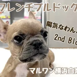 【 フレンチブルドッグ 】陽気なぶちゃカワわんこの成長記録！