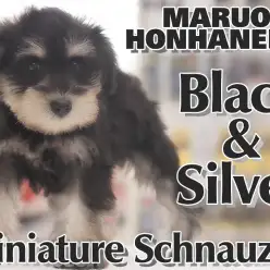 【 ミニチュアシュナウザー 】秋の涼しい風と共にやってきたシックなカラーの女の子！