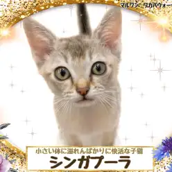 【 シンガプーラ 】世界最小のイエネコ！だけど可愛さは最大級！