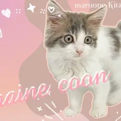 【 メインクーン 】大型猫好きさん必見！眩すぎる美貌の持ち主