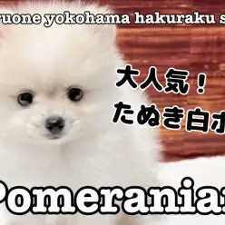 【 ポメラニアン 】おもちゃ遊び大好き！大人気たぬき顔ポメラニアン