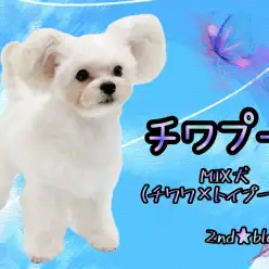 【 MIX 】可愛らしいまん丸のフォルムが魅力的！生後7ヶ月で幼顔なチワプー
