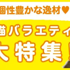 【 猫バラエティ特集 】10/31現在在店中のバラエティ猫ちゃん！最新動画付き！