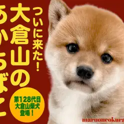 【 柴犬 】柴犬王国に凛々しい三角お耳の神々しく光る赤柴降臨!!