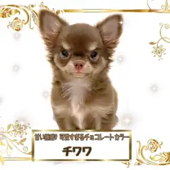 【 チワワ・ロングコート 】まるで動くチョコレート？スイーツ系女子チワワちゃん