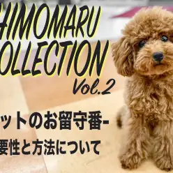 【 シモマルコレクション 】ペットのお留守番についての重要性と上手に出来る方法！