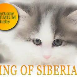 【 サイベリアン 】ため息がでるほどに美しすぎるキング・オブ・サイベリアン登場！