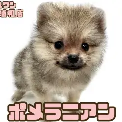 【 ポメラニアン 】ウルフセーブルのたぬきポメが浦和に登場！かわいい顔にドキッ！