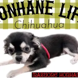 【 チワワ成長ログ 】チワワのちーちゃんお散歩デビュー物語!