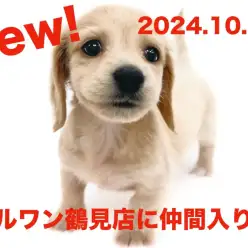 【 ミニチュアダックスフント 】新たに仲間入り！イエローカラーの女の子！！