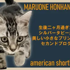 【 アメリカンショートヘア 】シルバータビーが美しい小さなプリンスのセカンドブログ！