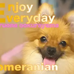 【 ポメラニアン 】毎日ハッピー！ポジティブガールの得意技を披露！
