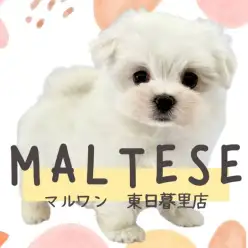 【 マルチーズ 】のんびりマイペースな純白爆毛のわたあめ王子！
