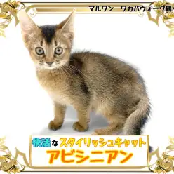 【 アビシニアン 】猫らしい躍動感のフォルムにあざといくらい可愛い性格の子猫