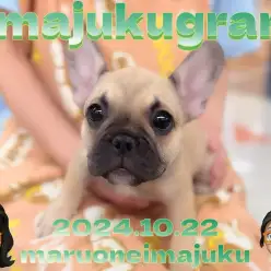 【 イマジュクグラム 】超温厚なフレンチブルドッグちゃまのお手入れに密着！