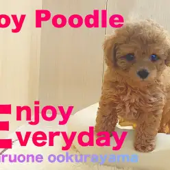 【 トイプードル 】お店に仲間入りして一週間経過！元気いっぱい成長中！