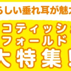【 スコティッシュフォールド特集 】10/3現在在店中の垂れ耳癒し系にゃんこをご紹介！