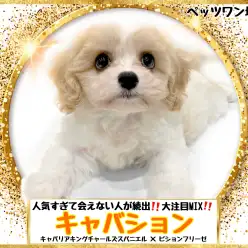 【 MIX 】キャバリアとビションフリーゼを両親に持つ大人気MIXキャバション