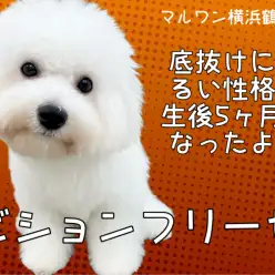 【 ビションフリーゼ 】底抜けに明るい性格！生後5ヶ月になったよ！