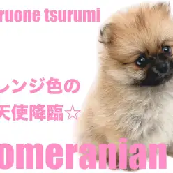 【 ポメラニアン 】2ndブログ！たぬき顔したオレンジ色の女の子！！