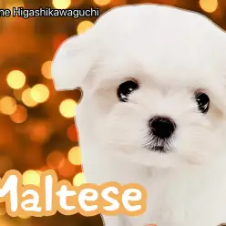 【 マルチーズ 】小さめ・美形・賢い！三拍子揃ったマルチーズ女の子がやってきた！