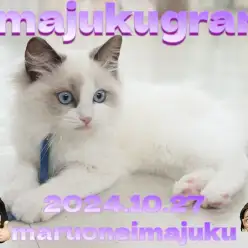 【 イマジュクグラム 】お散歩デビュー記念！甘えん坊ラグドールの最新動画大公開