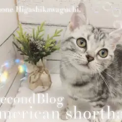 【 アメリカンショートヘア 】生後3ヶ月！美しく優しい性格へ成長中！