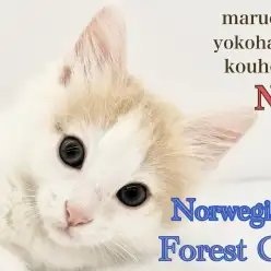 【 ノルウェージャンフォレストキャット 】ミルクティカラーの優美な男の子！