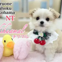 【 MIX犬 】抜群の可愛さ！ミルクティーカラーの癒し系チワマルちゃんが降臨！