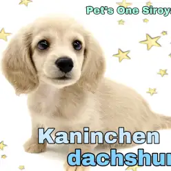 【 カニンヘンダックスフンド 】社交性抜群の短足王子、美男くんの降臨です！