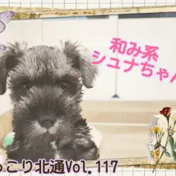 【 ほっこり北通Vol.117 】和み系！マイペースなシュナちゃん