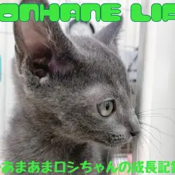 【ロシアンブルー成長ログ】甘々ロシちゃん、入店から20日の成長記録!