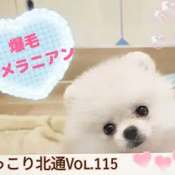 【 ほっこり北通Vol.115 】爆毛ふわもこポメちゃんがやってきた！