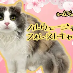 【 ノルウェージャンフォレストキャット 】お姉さんへと成長した美人キャット！
