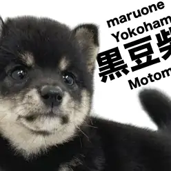 【 豆柴 】横浜元町おっとり黒柴のお豆さん！