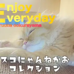 【 スコティッシュフォールド 】スコにゃんのリラックス寝顔コレクション！