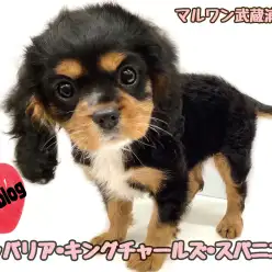 【 キャバリア 】希少なブラックタンカラー！甘え上手で優しい男の子が埼玉に降臨