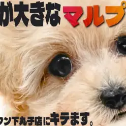 【 MIX 】大きな瞳とアプリコット色のぬいぐるみ系マルプー！可愛いお顔に注目！