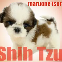 【 シーズー 】1stに続き、ホワイト＆ゴールドの癒し系の女の子の魅力に迫ります！！