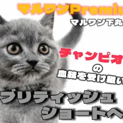 【 ブリティッシュ 】チャンピオン家系生まれ！最高のサラブレッドは勿論プレミアム