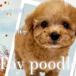 【 トイプードル 】ドワーフ体型で小さめサイズのトイプードルちゃんが降臨！