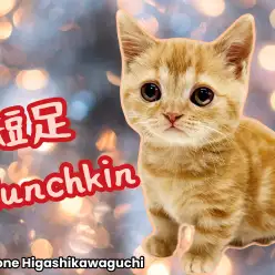 【 マンチカン 】超短足マンチカン！柄模様が綺麗なレッドタビーの男の子