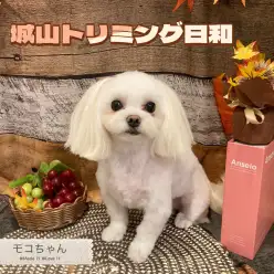 【 城山トリミング 】城山トリミング日和 No.19『モコちゃん』