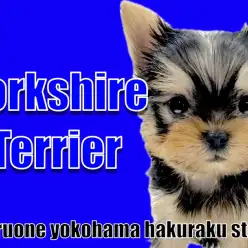 【 ヨークシャーテリア 】落ち着きと元気さを兼ね備えた甘えん坊BOY!