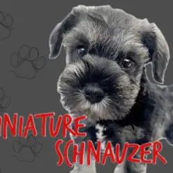【 ミニチュアシュナウザー 】美しきソルト＆ペッパーカラーの最強癒しわんこ登場！