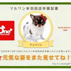 【 卒業記念 】チワワのチョコくん卒業おめでとう！今までの感謝を込めて