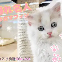 【 ほっこり北通Vol.123 】かくれんぼ上手のラガマフィンちゃん