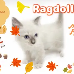 【 ラグドール 】美しいルックスと甘えん坊なギャップがたまらない美猫ちゃんが登場