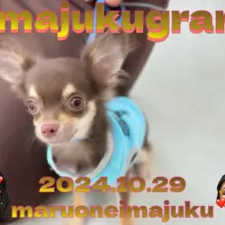 【 イマジュクグラム 】生後5ヶ月で1.6kg！チョコタンチワワちゃま最新動画！